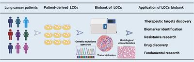 Lung cancer organoids: models for preclinical research and precision medicine